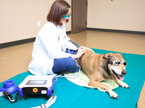 Laser Therapy / Pain Management - Lake Olympia Animal Hospital